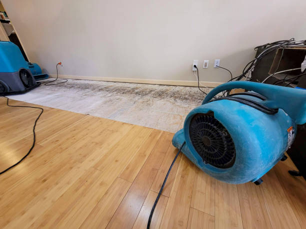 Professional Water Damage Repair technician working in Olympia, WA